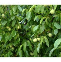 Kaman 4 Ceviz Fidanı